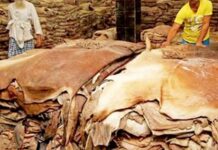 কোরবানির পশুর চামড়ার দাম নির্ধারণ করলো সরকার